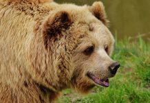 Niedźwiedź utrudnia poszukiwania 5-letniej dziewczynki